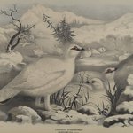 Common Ptarmigan