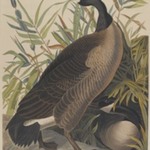 Canada Goose