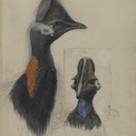 Casuarius Westerman