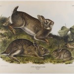 Grey Rabbit
