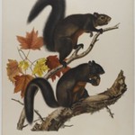 Long Haired Squirrel