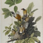 American Robin