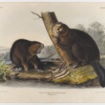 American Beaver