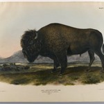 American Bison or Buffalo