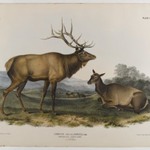 American Elk