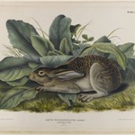 Black-Tailed Hare