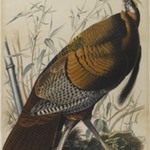 Great American Cock