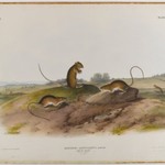 Jumping Mouse