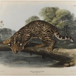 Ocelot or Leopard-Cat
