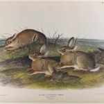 Worm Wood Hare