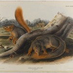 Says Squirrel