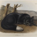 American Black or Silver Fox