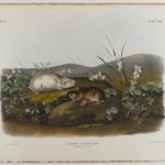 Hudsons Bay Lemming