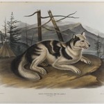 Hare Indian Dog