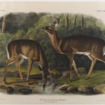 Common or Virginian Deer