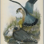 Falco Aesalon - Merlin