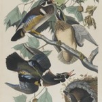 Summer or Wood Duck