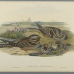 Caprimulgus Europaeus