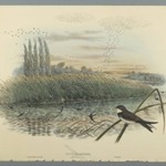 Cotyle Riparia