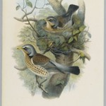 Turdus Pilarus - Field Fare