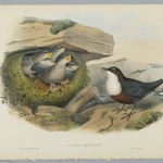 Cinclus Aquaticus - Water Ousel or Dipper