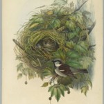 Passer Domesticus - Common House Sparrow