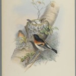 Fringilla Montifringilla - Bramblefinsh