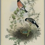 Pyrrhula Vulgaris - Bullfinch