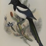 Pica Caudata - Magpie