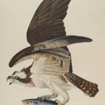 Fish Hawk