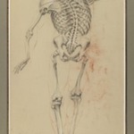 Skeleton Study