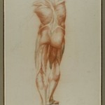 &Eacute;corch&eacute; (Figure Study of Musculature)