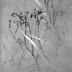 Plant Study