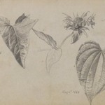 Plant Study