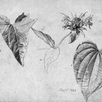 Plant Study