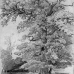 Tree Study