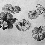 Plant Study