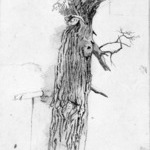 Tree Study