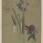 Flower Study