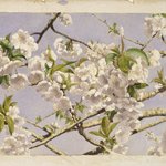 Apple Blossoms