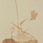 Lotus and Bird