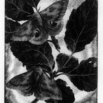 The Moth