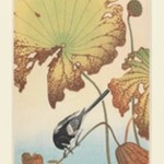 Wagtail and Lotus