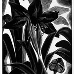 My Amaryllis