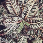 Croton
