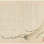 Seaweed and Shellfish