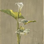 Calla Lily
