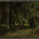 Tulip Trees