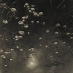 [Untitled] (Lily Pads)