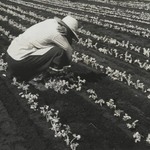 [Untitled] (Field Worker)